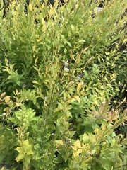 Platycodon grandiflorus