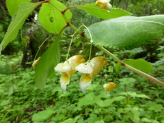 Impatiens wallichii