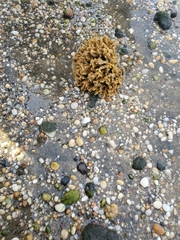 Clathria prolifera
