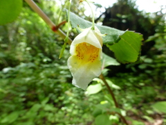 Impatiens wallichii