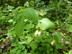 Impatiens wallichii