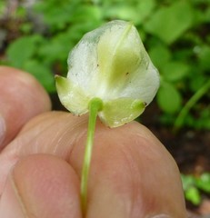 Impatiens wallichii