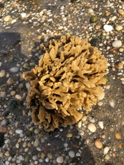 Clathria prolifera
