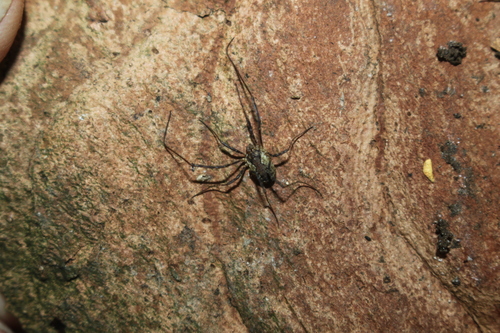 Oligolophus hansenii, Alkmaar, Nederland, photo 8 of 10