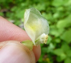 Impatiens wallichii