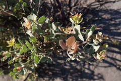 Arctostaphylos viscida mariposa