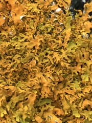 Xanthoria aureola