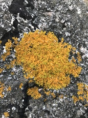 Xanthoria aureola