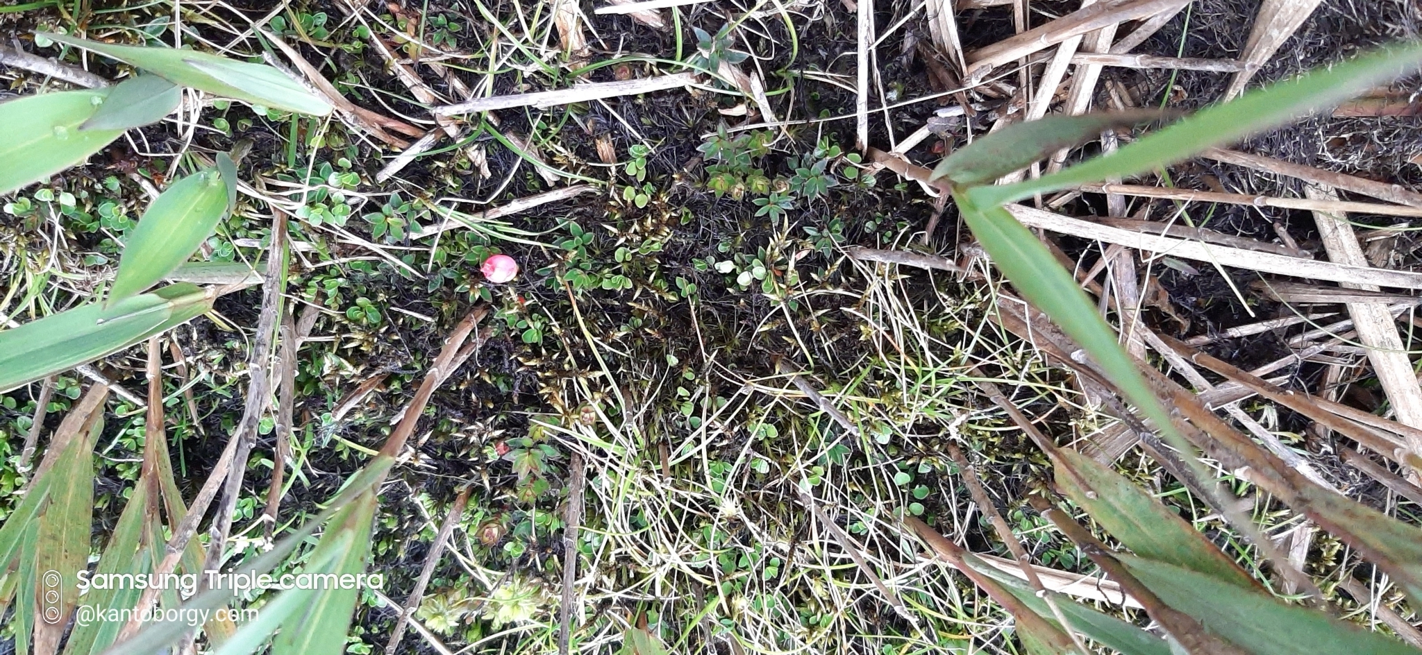 Gaultheria myrsinoides image