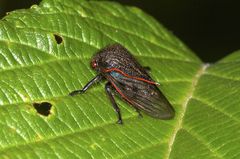 Metcalfiella erecta