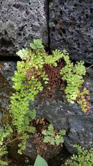 Adiantum concinnum