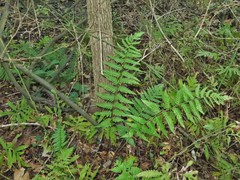 Dryopteris celsa
