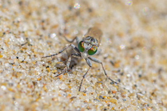Diptera