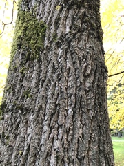 Liriodendron tulipifera