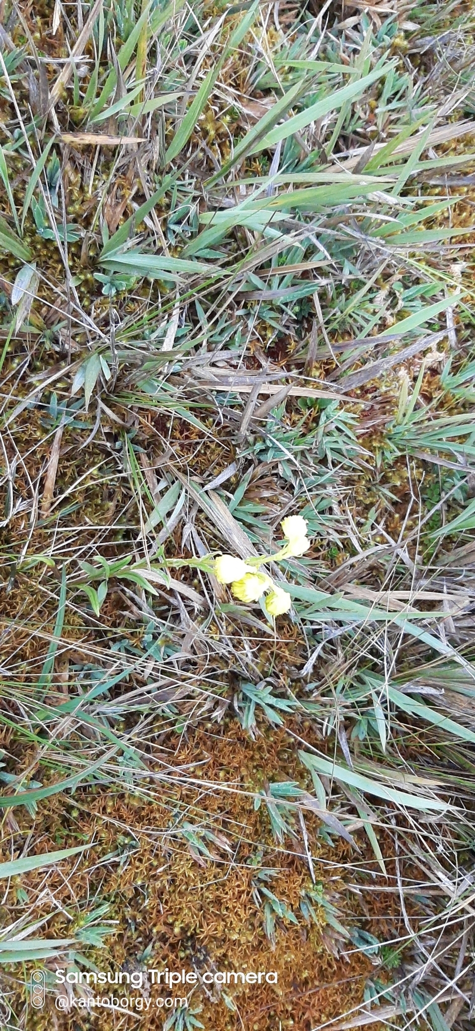 Senecio tephrosioides image