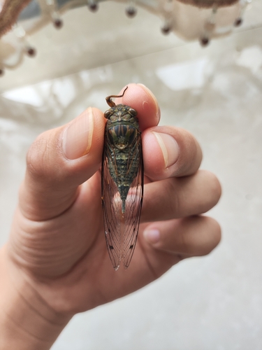 Priest Cicada
