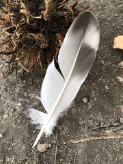 Columba livia domestica