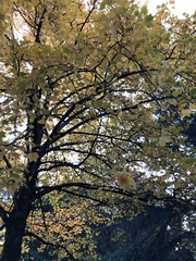 Liriodendron tulipifera