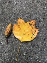 Liriodendron tulipifera
