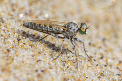 Diptera