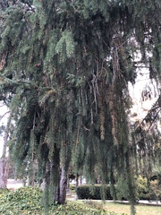 Picea