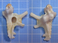 Homalocantha anatomica