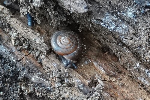 Trilobopsis loricata lowei