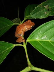 Leptomantis harrissoni