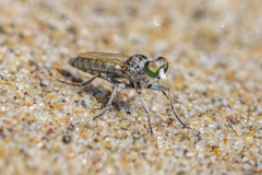 Diptera