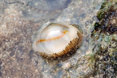 Monetaria annulus