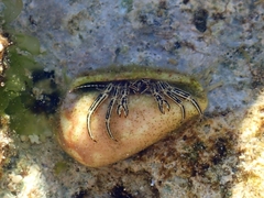 Clibanarius eurysternus