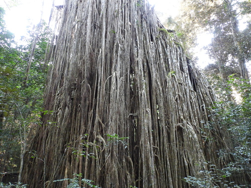 Ficus virens