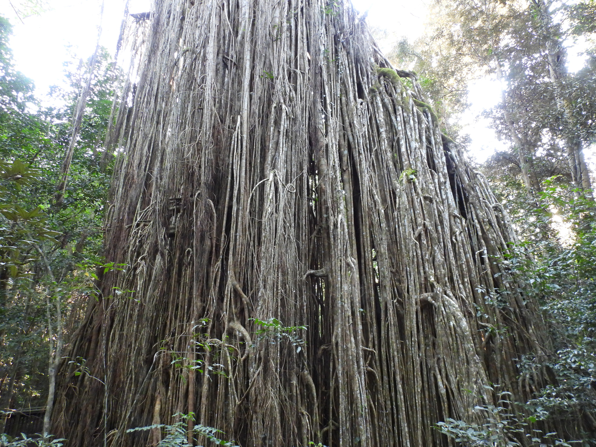 Ficus virens