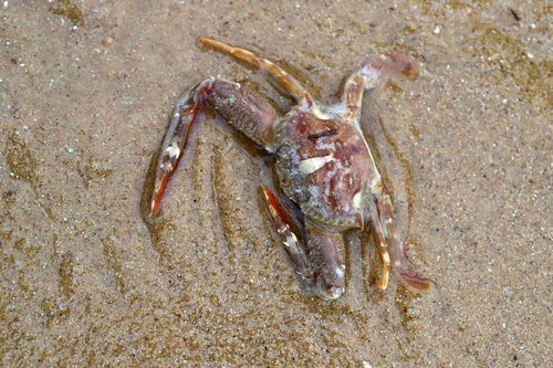 Lupocycloporus gracilimanus observed 2019-07-10