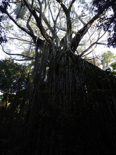 Ficus virens