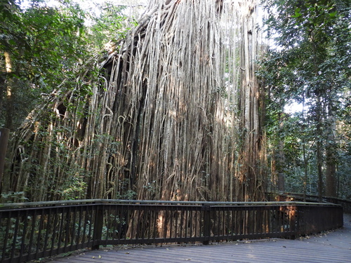 Ficus virens
