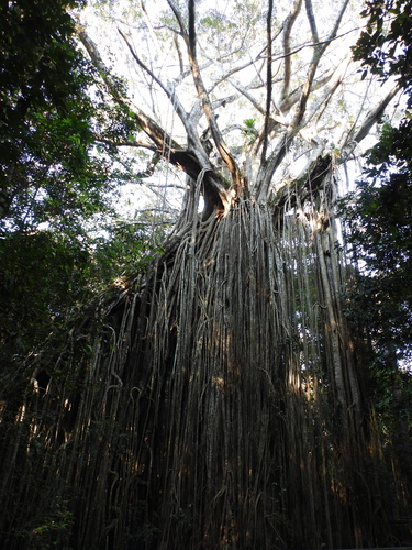 Ficus virens
