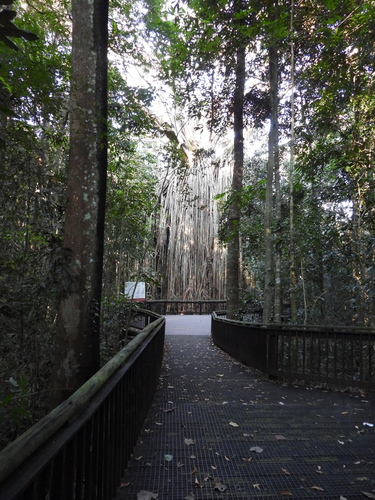 Ficus virens