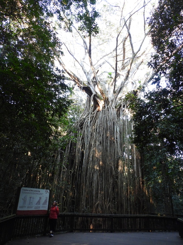 Ficus virens
