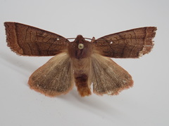 Epiglaea apiata