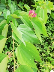 Bauhinia rubeleruziana