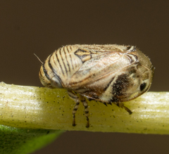 Clastoptera lineatocollis