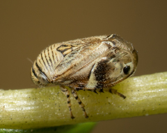 Clastoptera lineatocollis