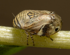 Clastoptera lineatocollis
