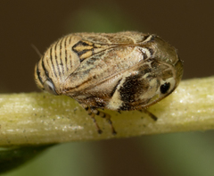 Clastoptera lineatocollis