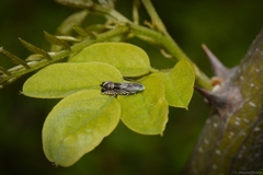Grapholita eclipsana