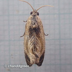 Cryptophlebia repletana