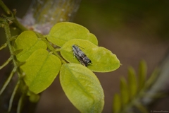 Grapholita eclipsana