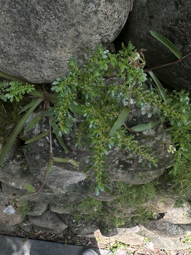 Artillery Plant