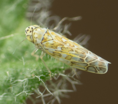 Ligurian Leafhopper